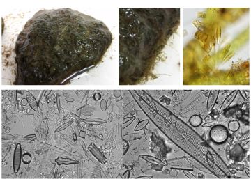 Las anfetaminas alteran la base de la vida de los ríos