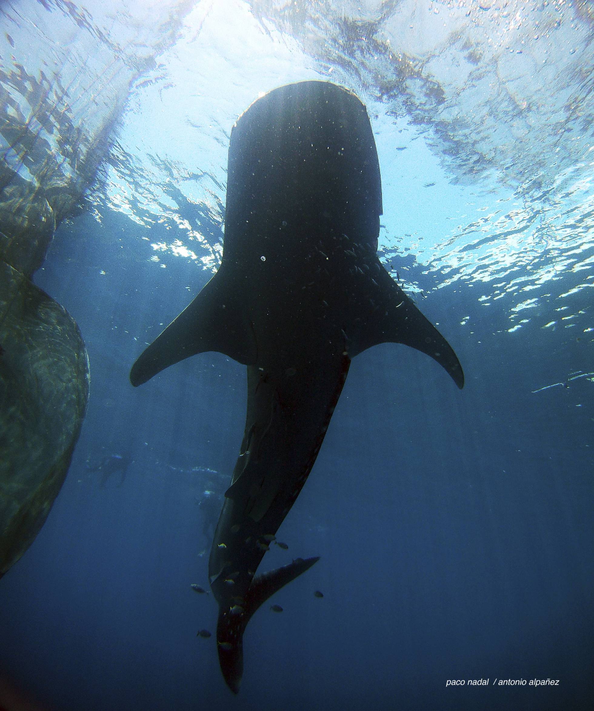 El extraño caso de los tiburones que aprendieron a vivir de los pescadores El extraño caso de los tiburones que aprendieron a vivir de los pescadores