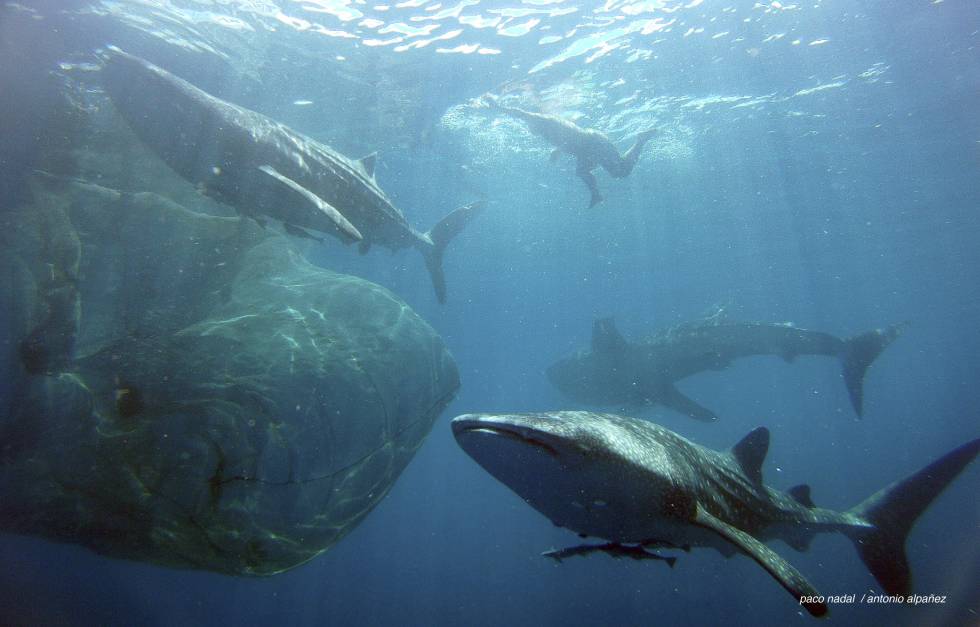 El extraño caso de los tiburones que aprendieron a vivir de los pescadores