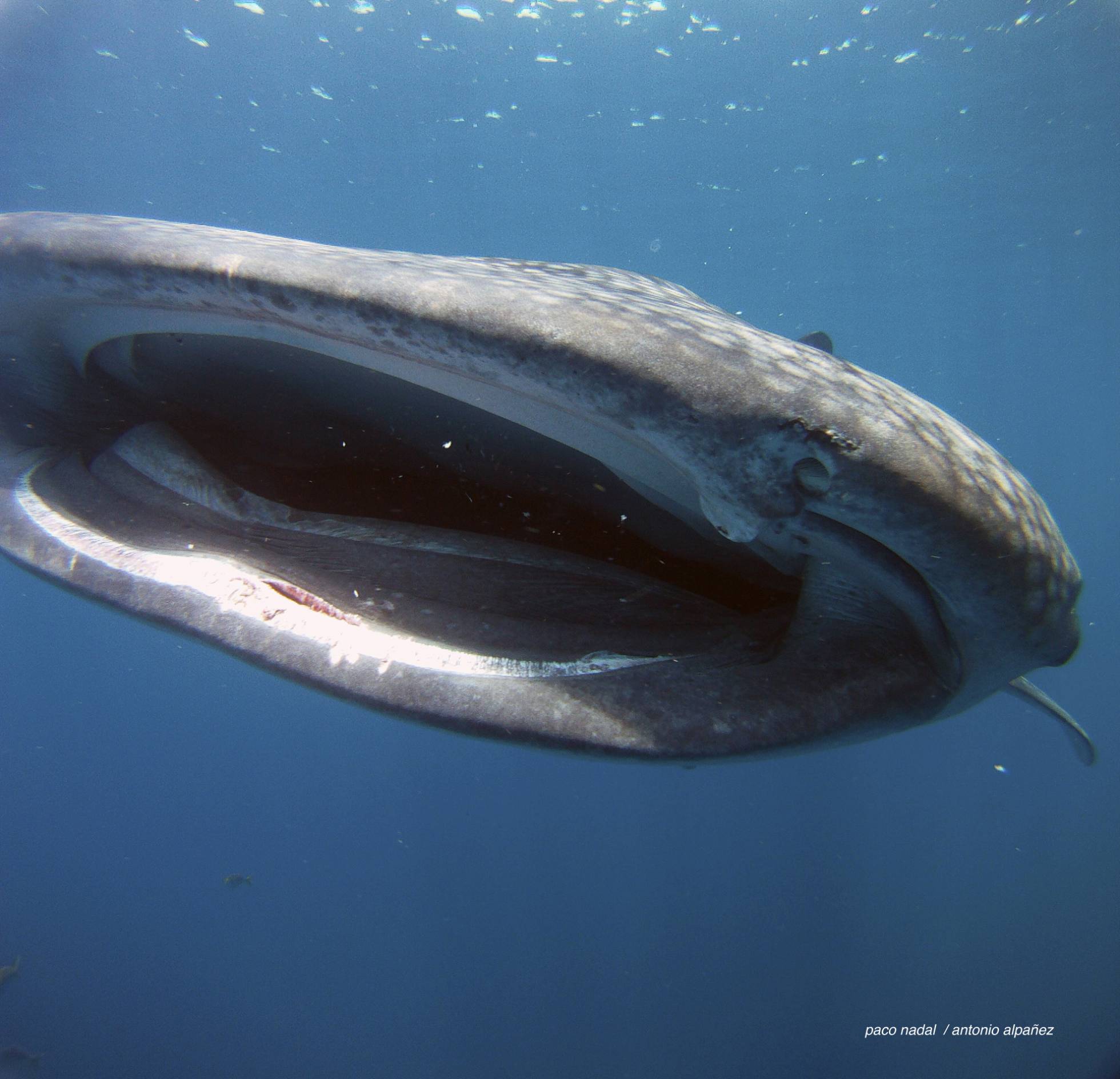 El extraño caso de los tiburones que aprendieron a vivir de los pescadores El extraño caso de los tiburones que aprendieron a vivir de los pescadores