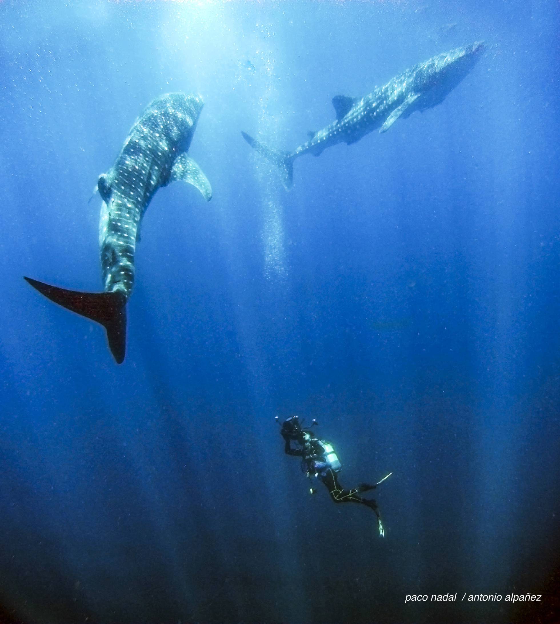 El extraño caso de los tiburones que aprendieron a vivir de los pescadores El extraño caso de los tiburones que aprendieron a vivir de los pescadores