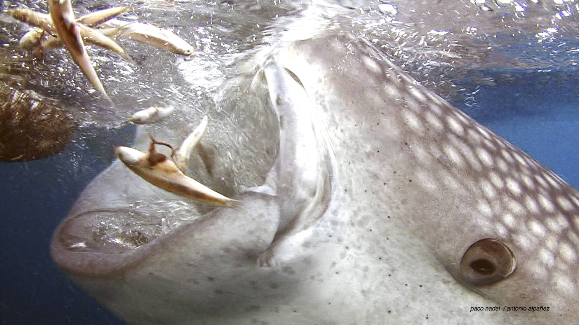 El extraño caso de los tiburones que aprendieron a vivir de los pescadores El extraño caso de los tiburones que aprendieron a vivir de los pescadores