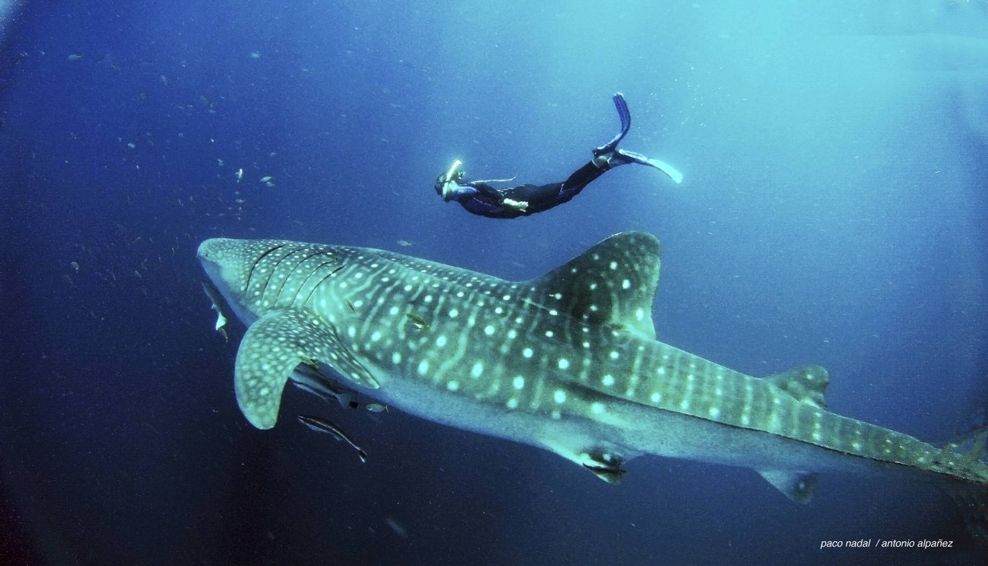 El extraño caso de los tiburones que aprendieron a vivir de los pescadores El extraño caso de los tiburones que aprendieron a vivir de los pescadores