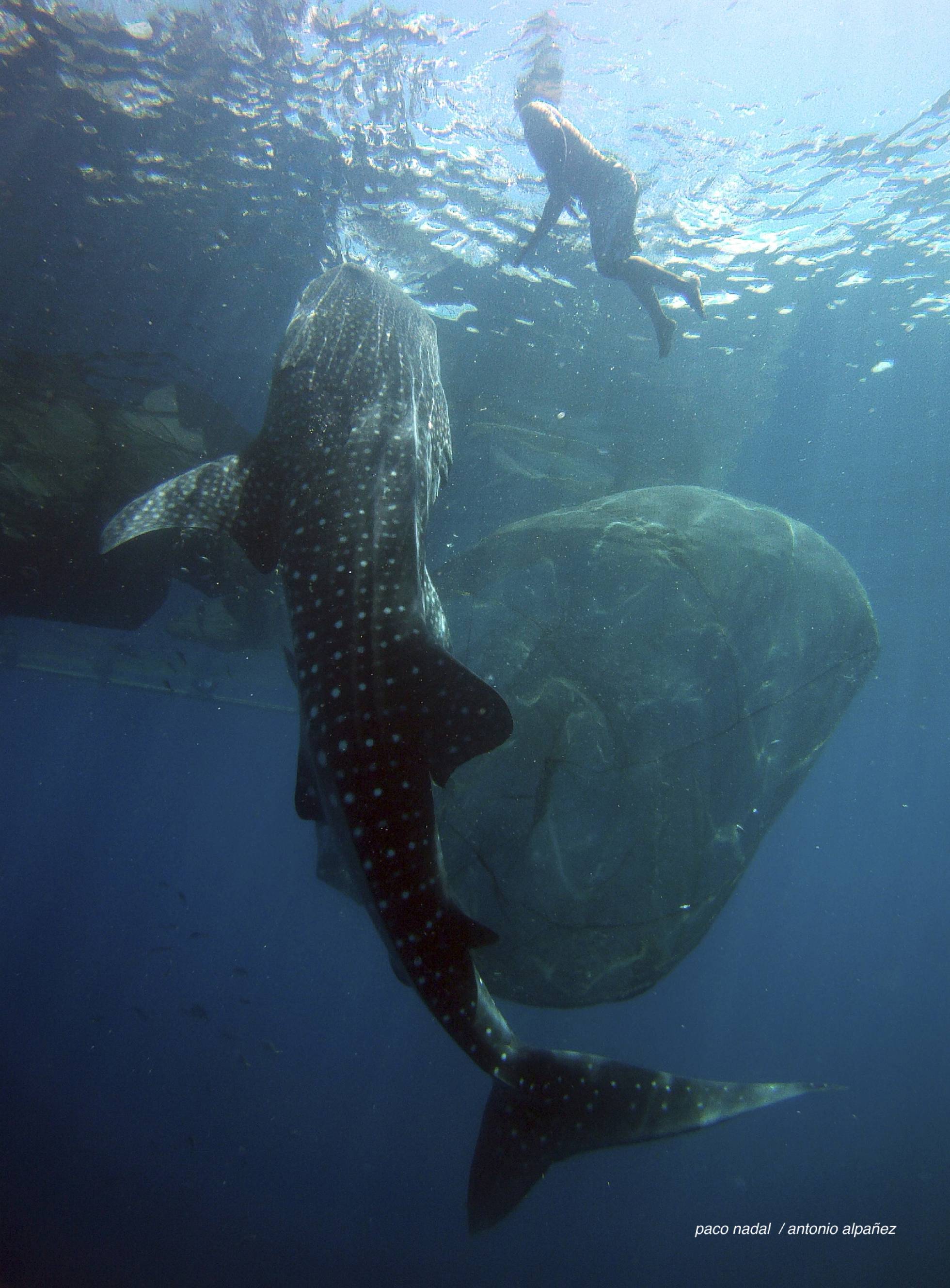 El extraño caso de los tiburones que aprendieron a vivir de los pescadores El extraño caso de los tiburones que aprendieron a vivir de los pescadores