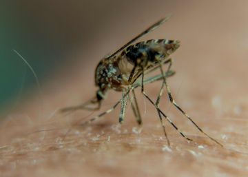 Un mosquito sobre el brazo de un hombre. Un mosquito sobre el brazo de un hombre.