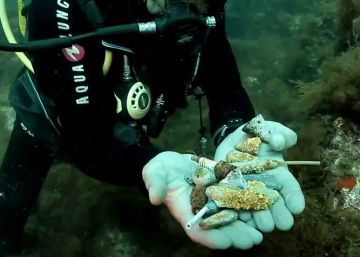 El fondo del mar, un vertedero de plomos, bujías y sedales