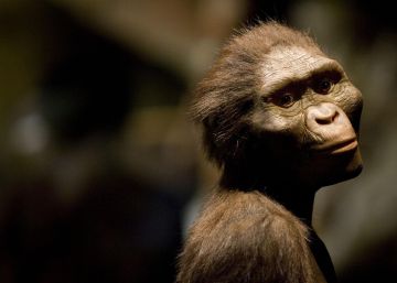 Así murió ‘Lucy’, la australopiteca