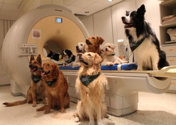 Os cães entendem o que dizemos e como dizemos