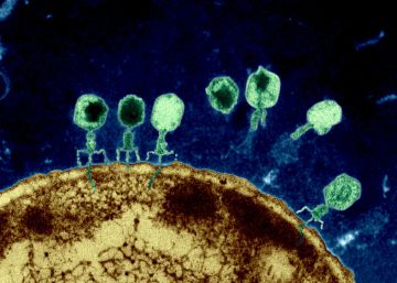 Estos virus mejoran tu salud Estos virus mejoran tu salud