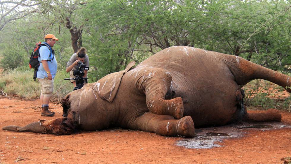 Un elefante mutilado para obtener sus colmillos, en Botsuana.