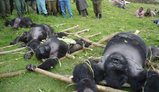 Gorilas cazados en El Congo