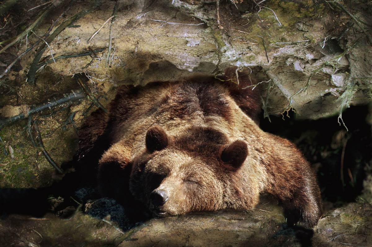Un oso pardo tras despertar del largo periodo de hibernación. Un oso pardo tras despertar del largo periodo de hibernación.