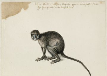 Os desenhos inéditos de Frans Pós