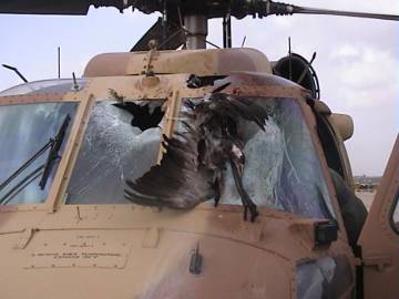 Una grulla común estampada contra un helicóptero UH-60 Black Hawk. Una grulla común estampada contra un helicóptero UH-60 Black Hawk.