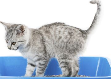 ¿Qué hago si mi gato pasa de su arenero? ¿Qué hago si mi gato pasa de su arenero?