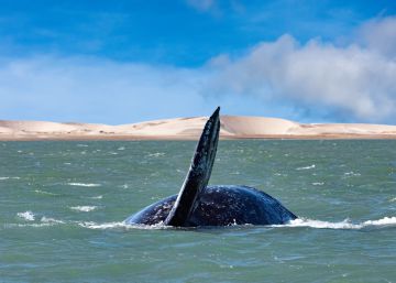 Los océanos se enfrentan a una extinción masiva sin precedentes Los océanos se enfrentan a una extinción masiva sin precedentes