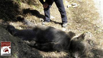 The dead bear, discovered by tourists on Saturday.