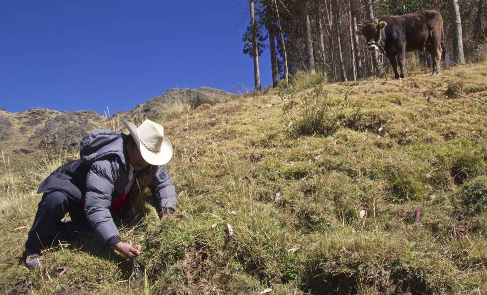 Juan Suyo, director de Estudios y Proyectos Ambientales del Instituto del Manejo de Agua (IMA) del Gobierno regional Cuzco, muestra un manante recuperado en Chocopia gracias al proyecto de la laguna de Quescay.