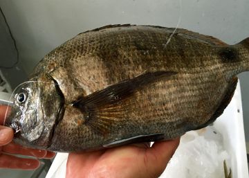 ¿Cuántos días deben madurar los pescados? ¿Cuántos días deben madurar los pescados?