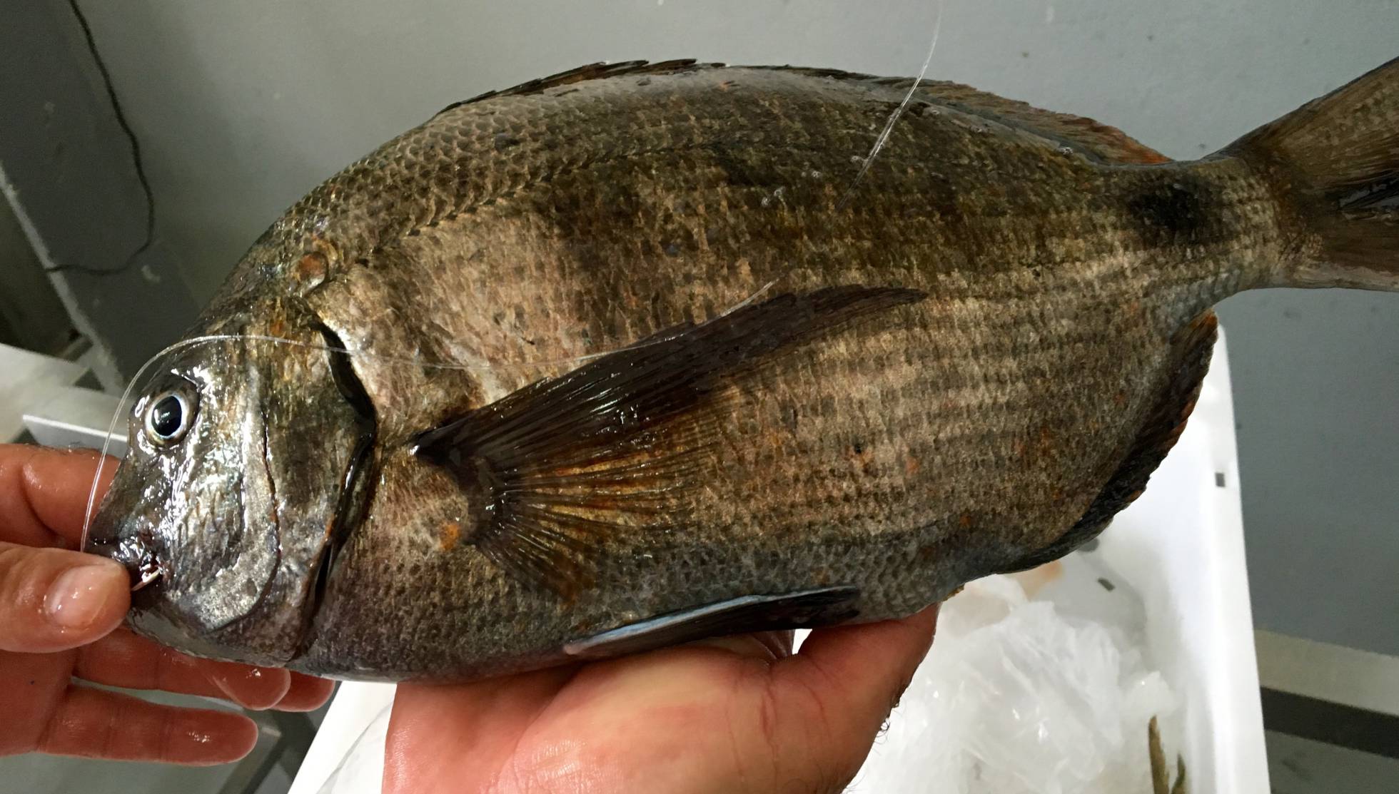 Sargo de anzuelo en Artesans da Pesca, desangrado a bordo del barco. Sargo de anzuelo en Artesans da Pesca, desangrado a bordo del barco.