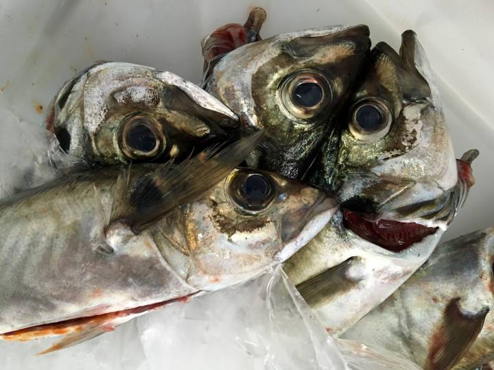 Jureles de Artesans da Pesca. Jureles de Artesans da Pesca.