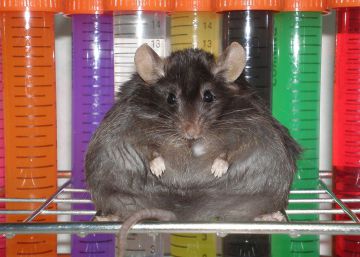 Los laboratorios que experimentan con animales abrirán sus puertas Los laboratorios que experimentan con animales abrirán sus puertas