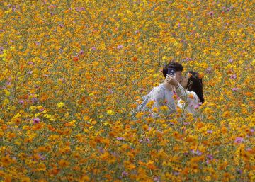 Una pareja se besa en un campo de flores de Seúl (Corea del Sur). Una pareja se besa en un campo de flores de Seúl (Corea del Sur).
