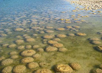 La vida se originó en un ‘charco de orines’ La vida se originó en un ‘charco de orines’