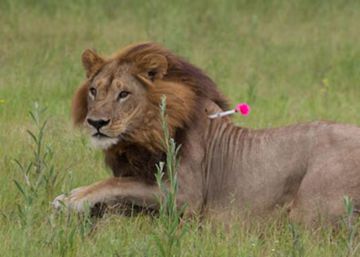 Una de las leonas con melena de león estudiadas en Botsuana, durante su captura. Una de las leonas con melena de león estudiadas en Botsuana, durante su captura.
