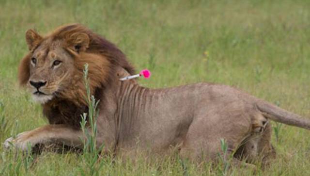 Una de las leonas con melena en Botsuana.