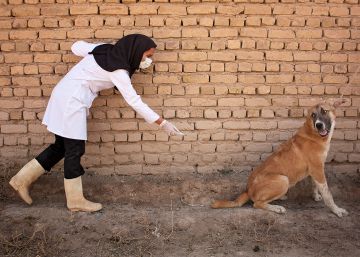 Francia alerta a España de la detección de un perro con rabia supuestamente encontrado en Sevilla