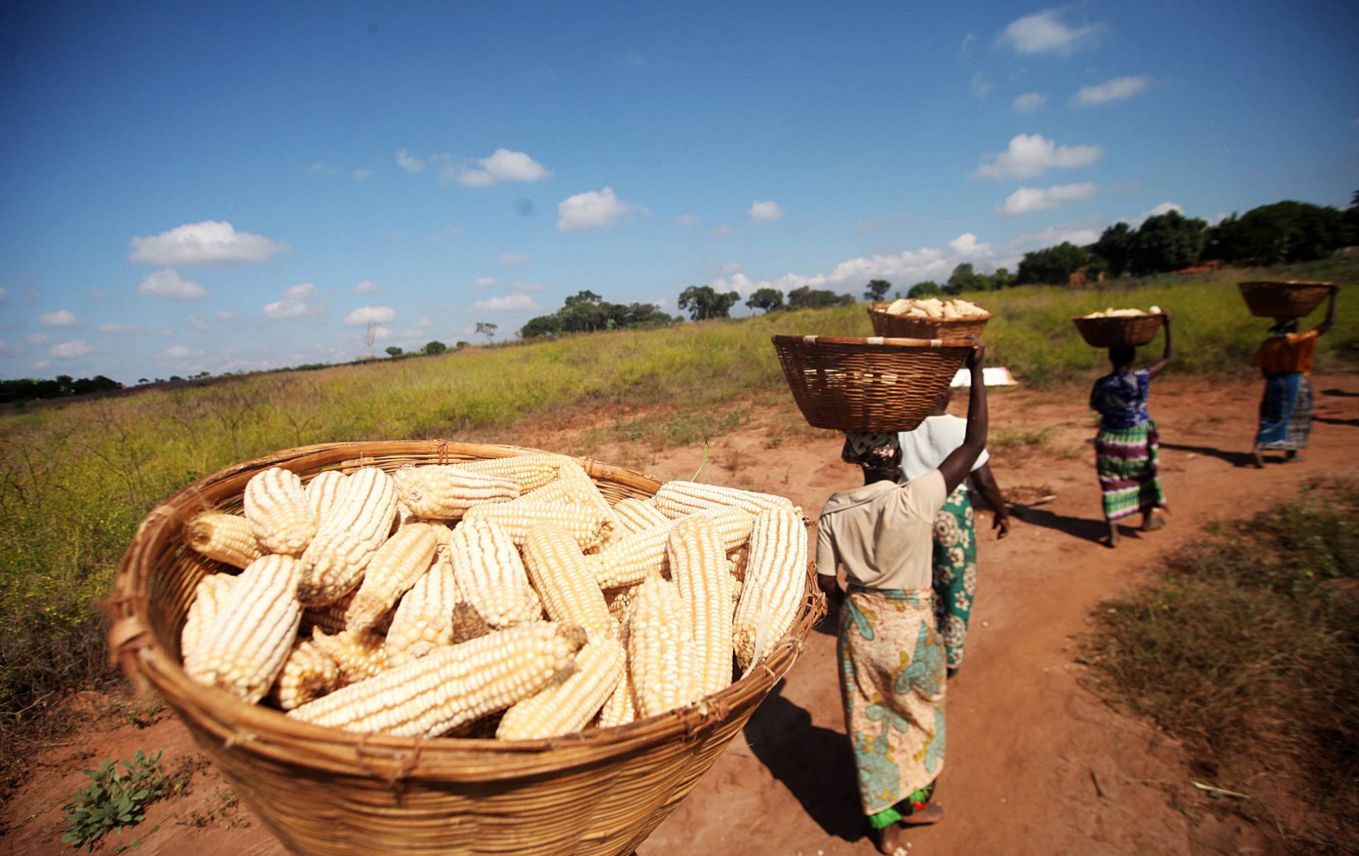 Agricultores mozambiqueños llevan maíz a su pueblo para procesarlo. Agricultores mozambiqueños llevan maíz a su pueblo para procesarlo.