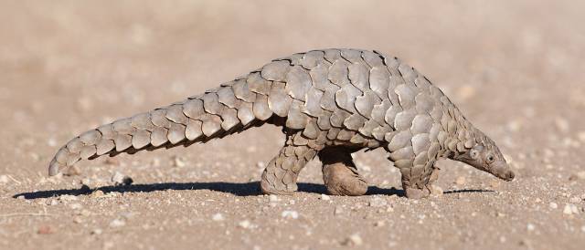 Un pangolín de Temmick, típico del sureste de África. Un pangolín de Temmick, típico del sureste de África.