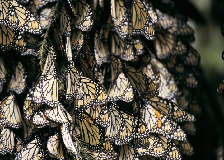 'Efecto mariposa contra el hambre' 'Efecto mariposa contra el hambre'