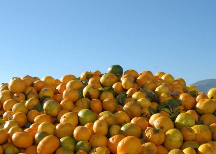 Obligados a tirar comida Obligados a tirar comida