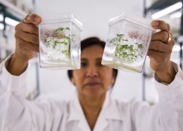 Un responsable del banco de germoplasma, Ana Panta, muestra un par de envases con la variedad de patata compis.