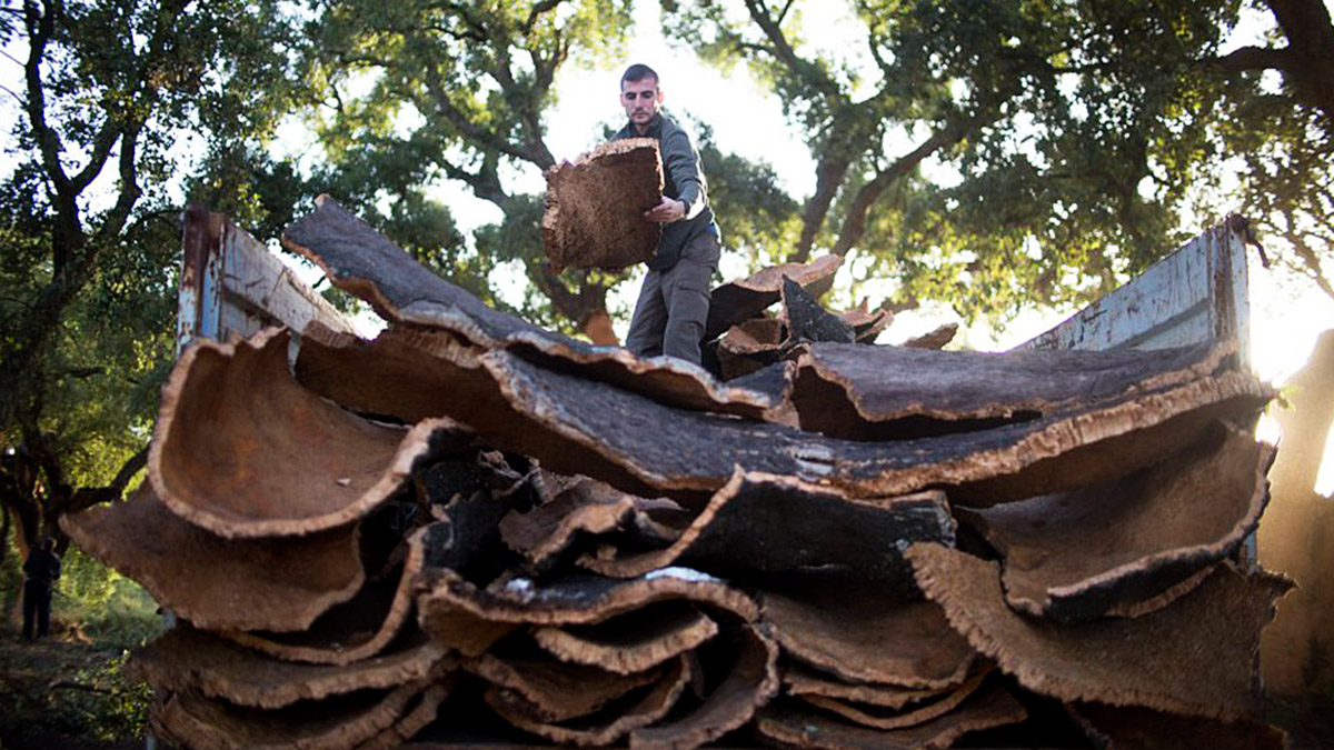 Una vez se lleva el corcho a fábrica, debe secarse al sol durante un año, pasado este tiempo se cuece y se procede al recorte.