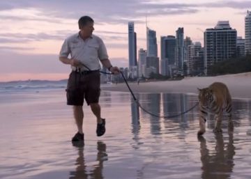 Una tigresa pasea tranquilamente por una playa de Australia