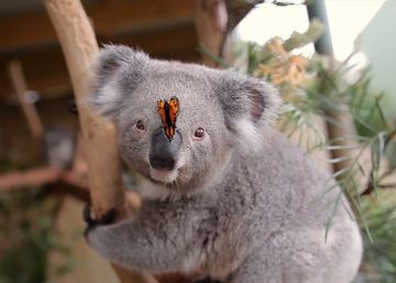 Una mariposa arruina la sesión de fotos de dos Koalas Una mariposa arruina la sesión de fotos de dos Koalas