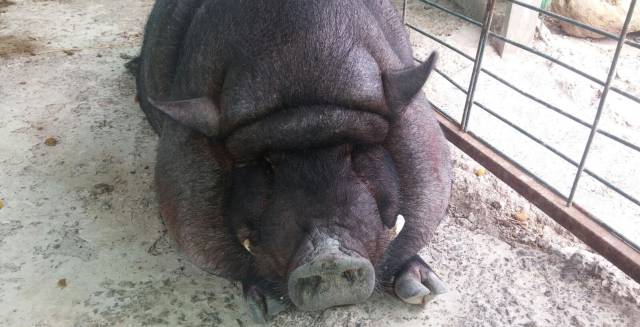 La historia de Peter o por qué tener un cerdo vietnamita en un piso no es buena idea