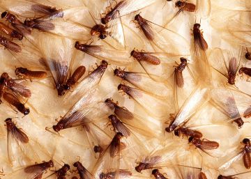 Esta termita es la especie invasora más dañina