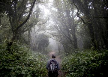 Las redes sociales amenazan al bosque con el que la Glaciación no pudo Las redes sociales amenazan al bosque con el que la Glaciación no pudo