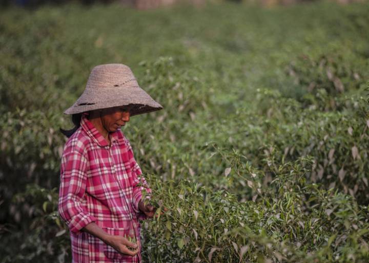 Cinco lecciones sobre el hambre Cinco lecciones sobre el hambre