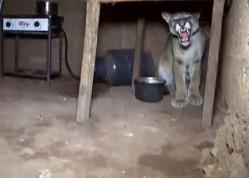 Un puma viene a verte en Perú Un puma viene a verte en Perú
