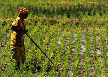 Adaptarse al clima o morir de hambre