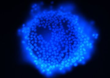 Crean óvulos fertilizables en laboratorio por primera vez