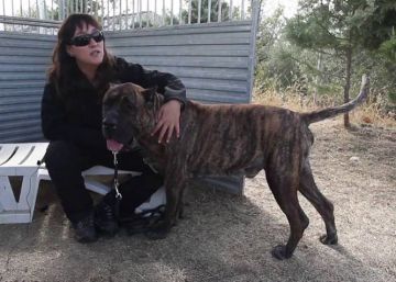 The unique Spanish scheme gifting abused women protection dogs The unique Spanish scheme gifting abused women protection dogs