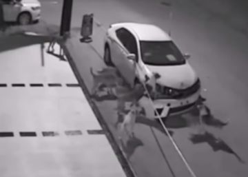 Así destrozó una decena de perros callejeros un coche en Turquía