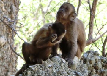 As ferramentas destes macacos brasileiros se parecem muito com as de nossos ancestrais