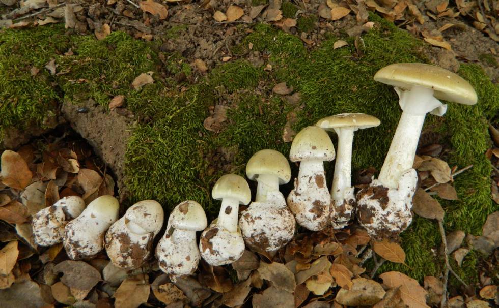 Amanita Phalloides, una de las más venenosas de Europa. Amanita Phalloides, una de las más venenosas de Europa.